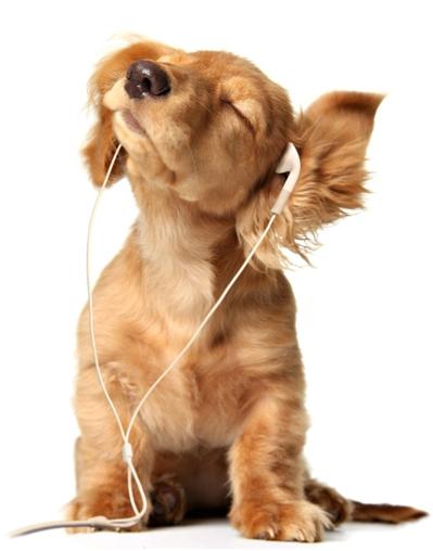 headphones-puppy